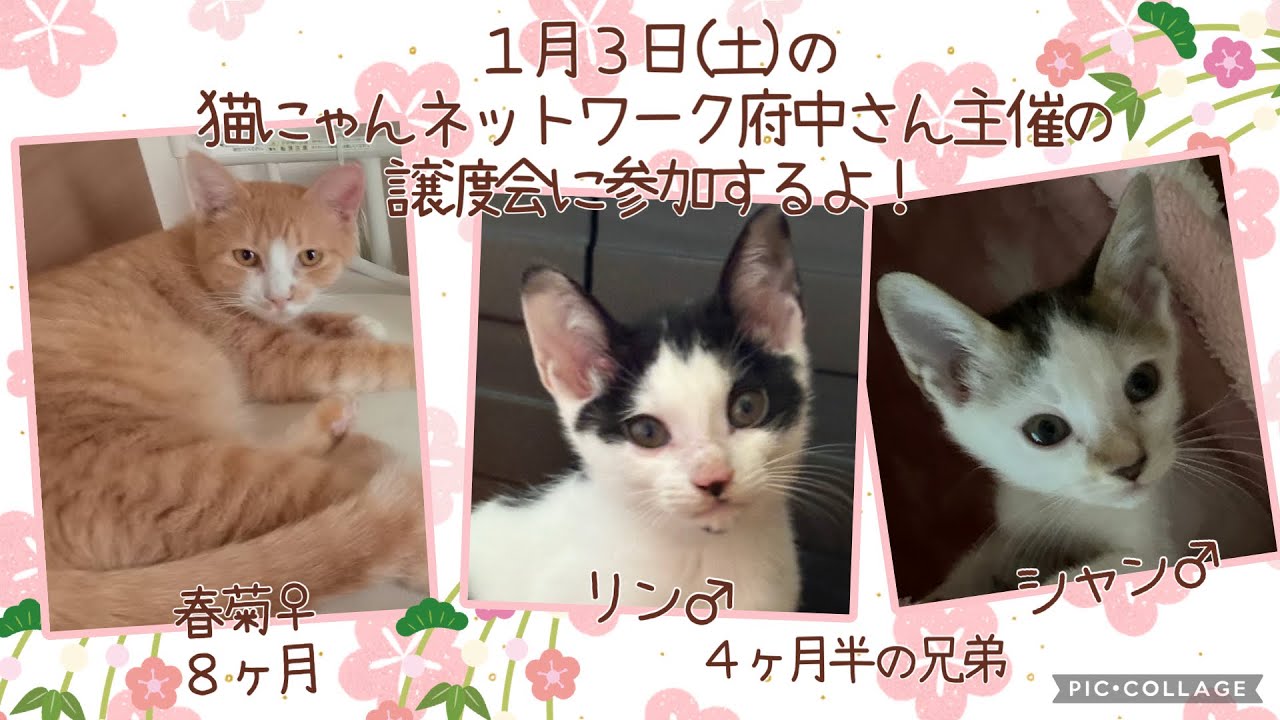 2026年1月3日(土)の猫にゃんネットワーク府中主催の譲渡会に参加するめちゃカワニャンズ（春菊♀８ヶ月、リン♂４ヶ月半、シャン♂４ヶ月半)を紹介します！