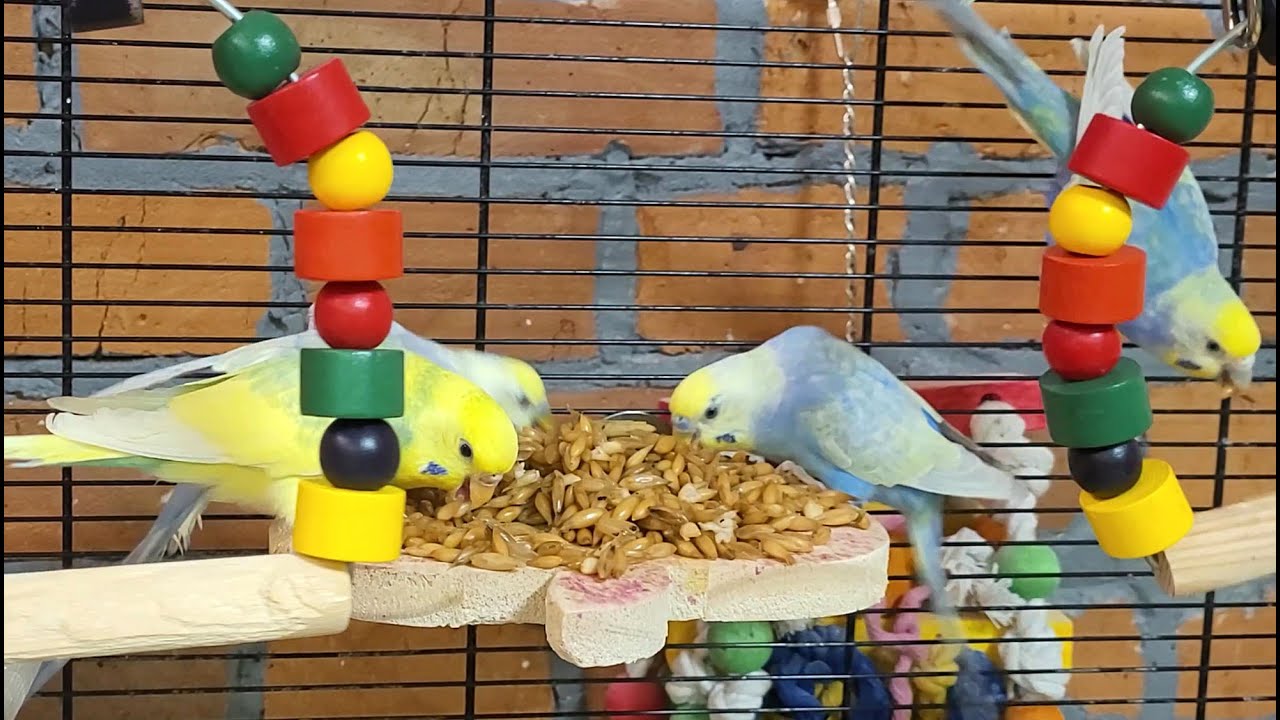 budgie sounds for relaxation