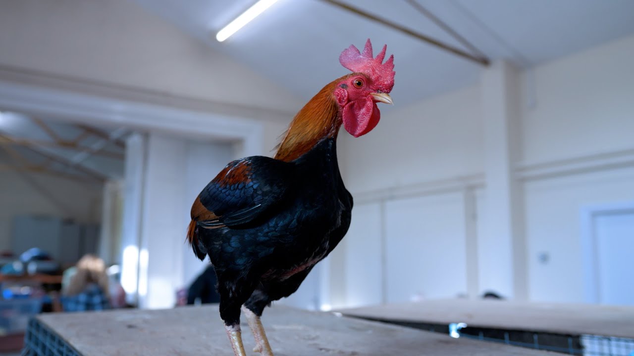 The Manx Chicken