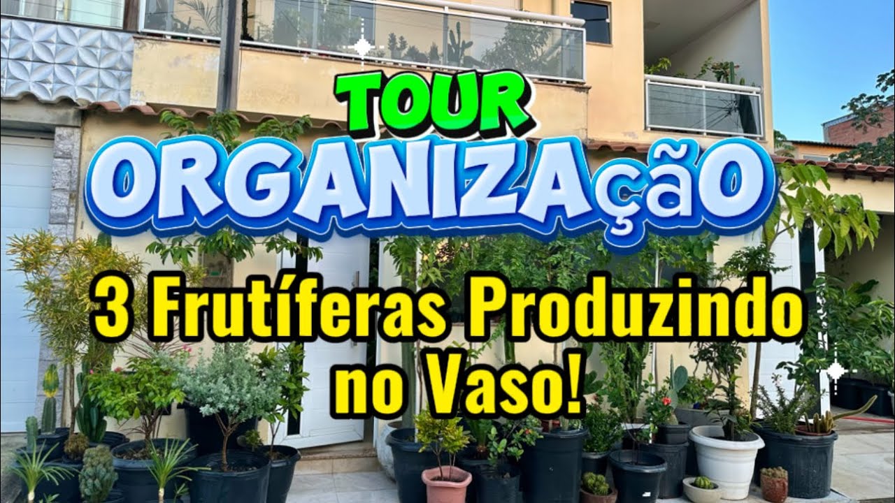 	Tuor Organização 🍋‍🟩3 Frutíferas Produzindo no Vaso! 🪴#frutífera #pomarnovaso #jardim 