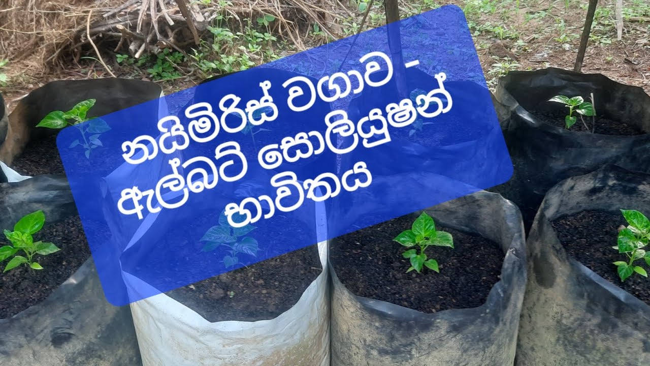 නයි මිරිස් වගාව-ඇල්බට් සොලියුෂන් පොහොර මා භාවිතා කරන හැටි.