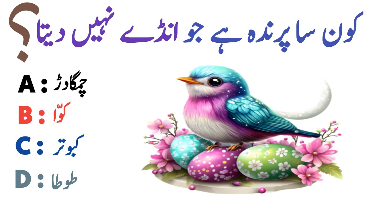 Easy GK Video || Beginners Quiz In Urdu || General Knowledge || GK SHAKEEL