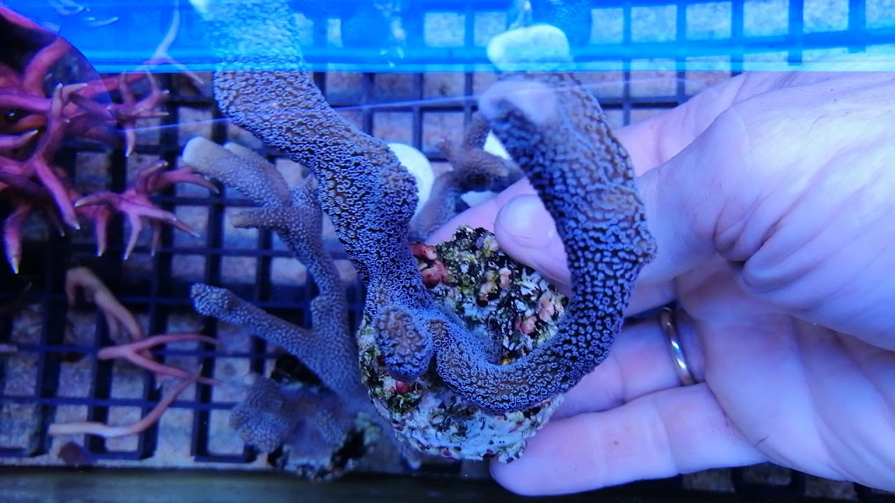 Montipora digitata polipo blue- M CORAL GANDALF