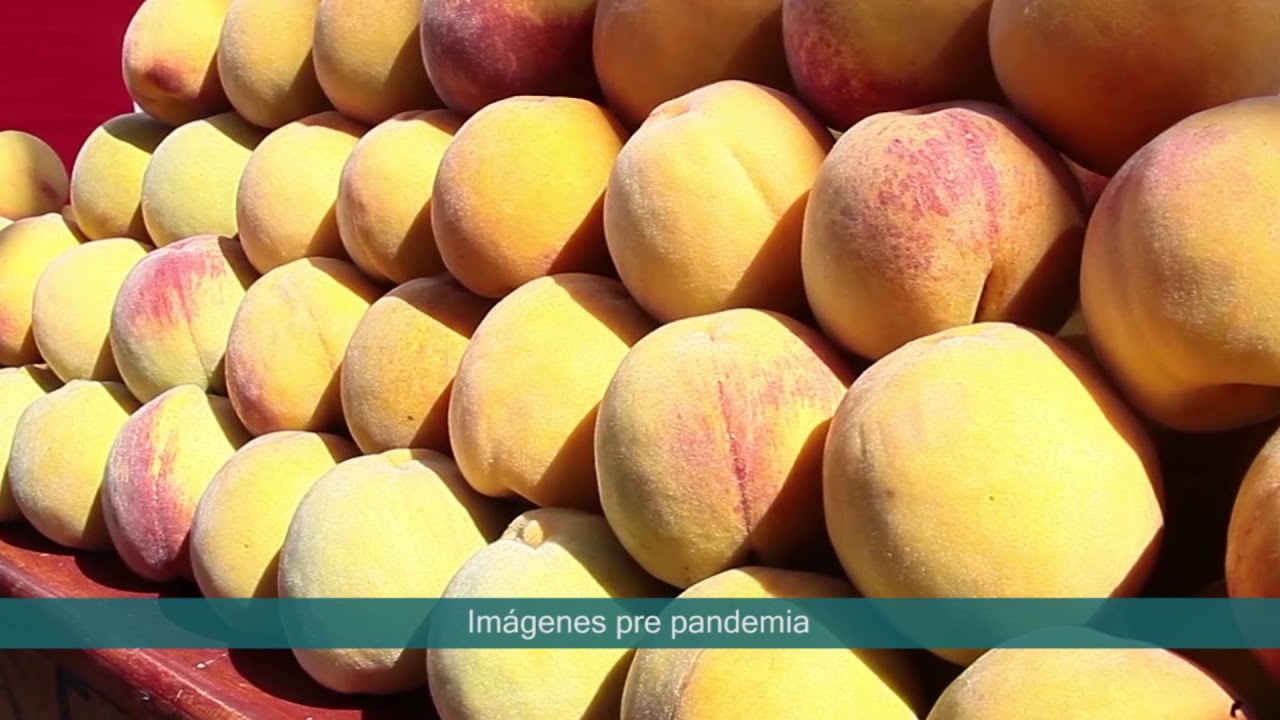 Producci&oacute;n de melocotones en el Valle Fortaleza