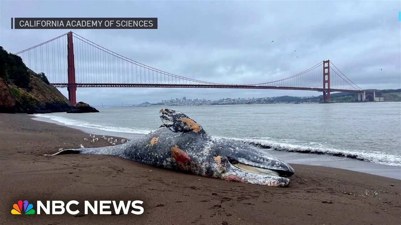 Multiple whales found dead in San Francisco Bay area