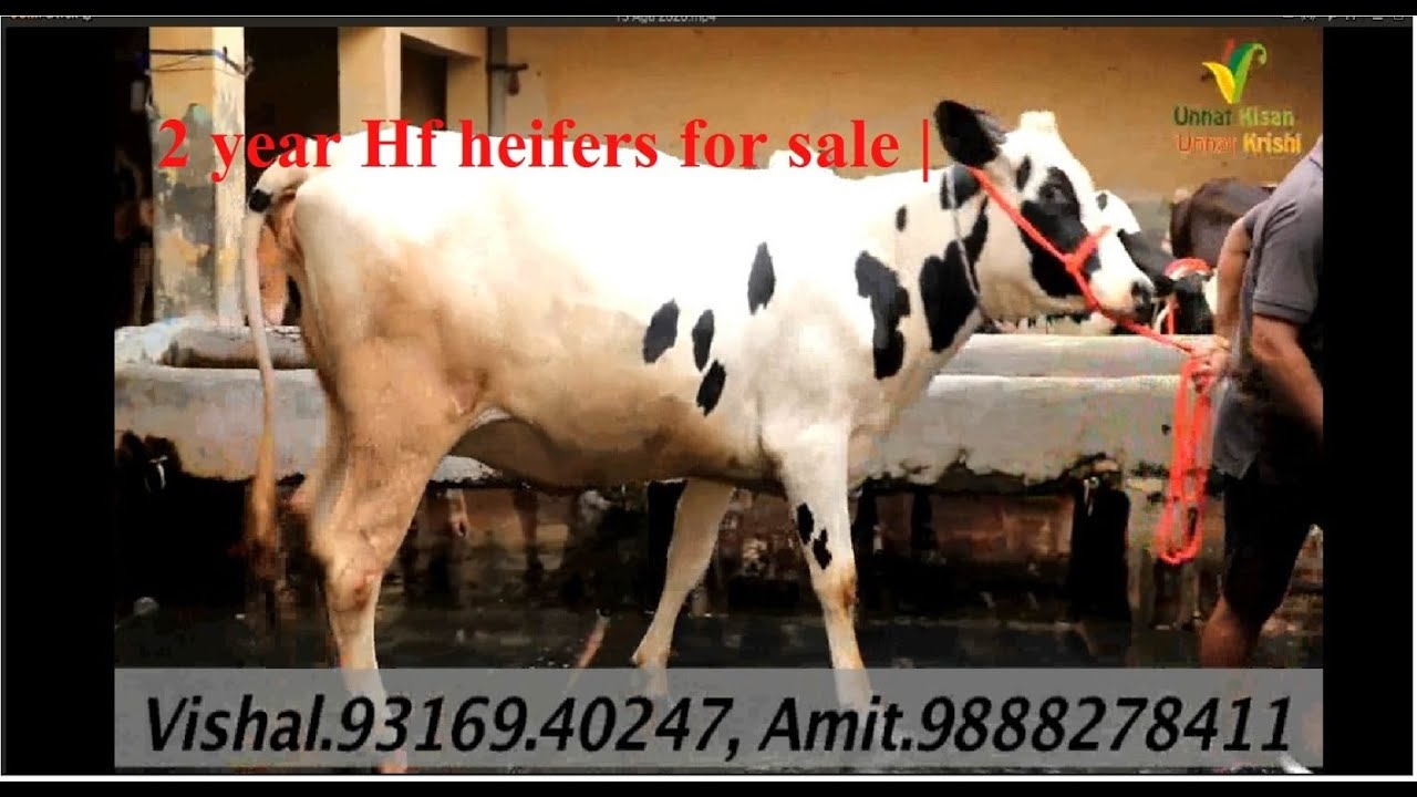2 year Hf heifers | for sale | Waheguru dairy farm | Tajpur Road | Ludhiana |Punjab |