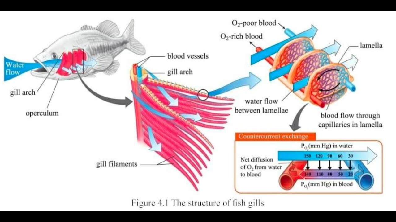 Grade 11 Biology, Chapter 4 (4.1.1 Breathing systems in Aquatic animals)