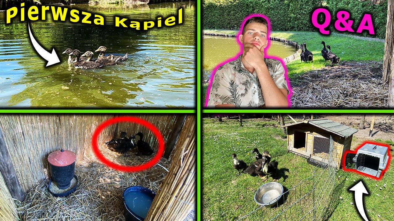 Vlog 120 - Małe KACZKI nad stawem🦆⭐️Q&A⭐️ CZY BĘDZIE DAILY ?😮