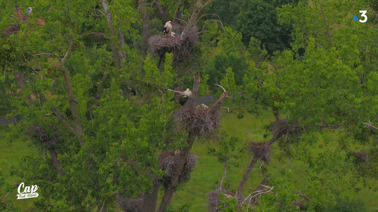 Cap Sud Ouest: la marais de Brouage, paradis des cigognes (teaser) Cigogne