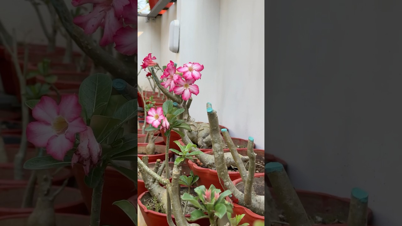 Adenium pruning | voiceover 🎙️ #jishnuuthaman #garden #keralagarden #gardening #flowers #adenium