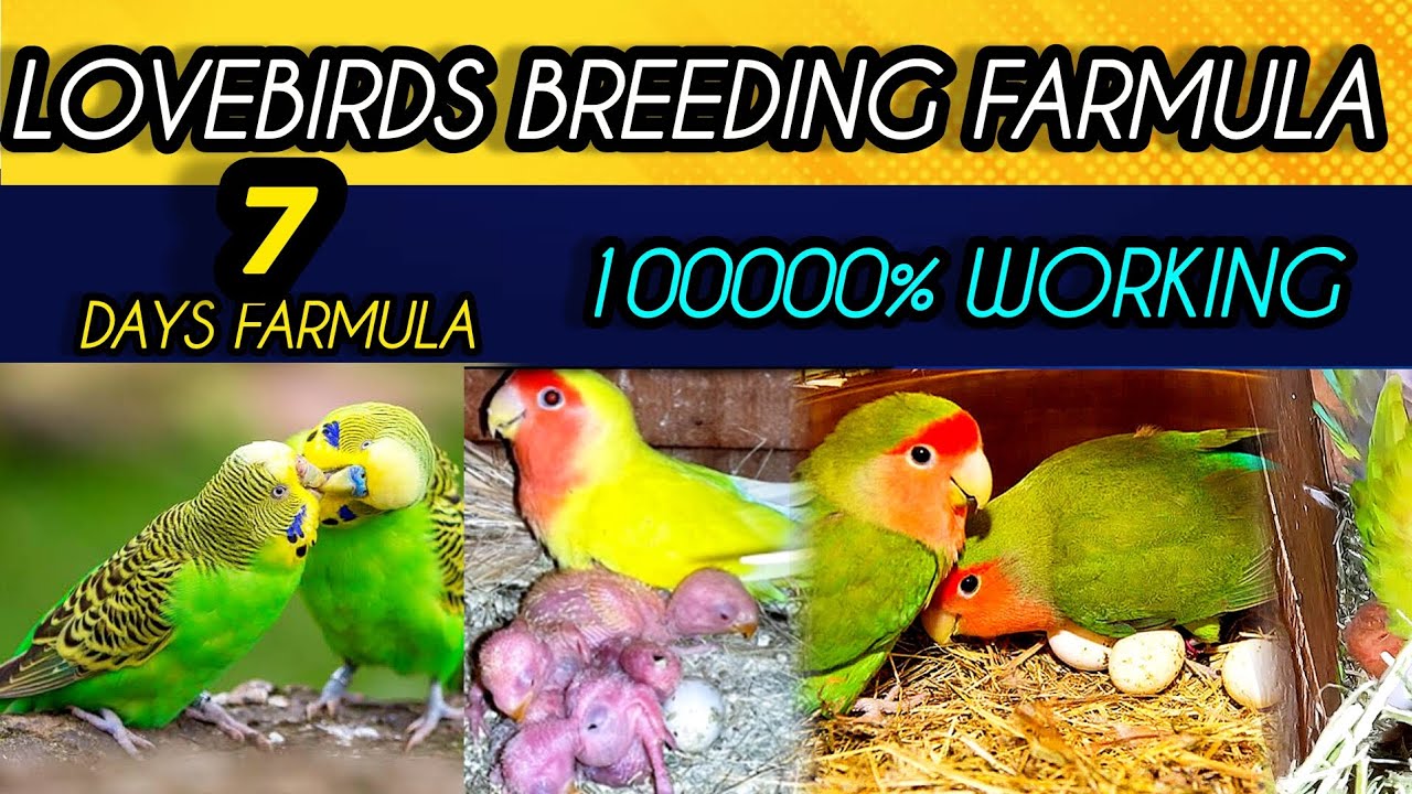 Lovebird Breeding Tips / How To Breed Lovebirds / Lovebird Breeding Farmula / Breeding Farmula