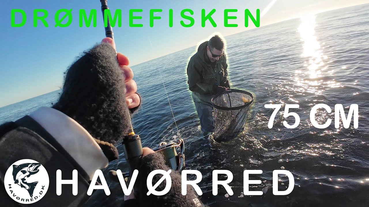 Havørred 🐟 Fiskeri 🎣 Stor overspringer på 75 cm og en flot havørred på 58 cm på åben kyst