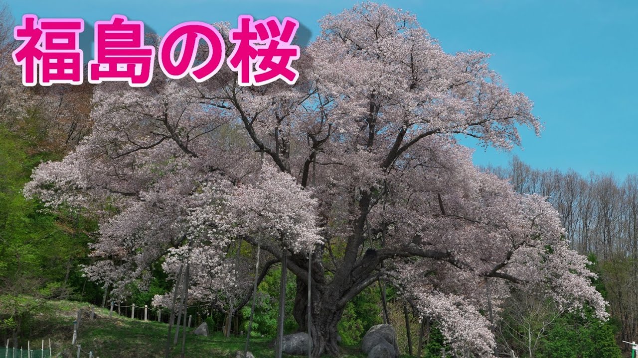 勝手に福島県の桜でランキングを作ってみた【福島の桜】