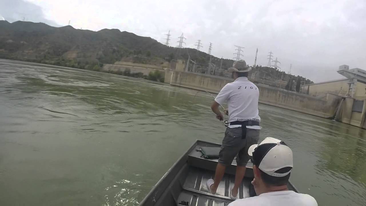 Goran Panic - 1.89m Catfish Live Attack (Waller, Som)