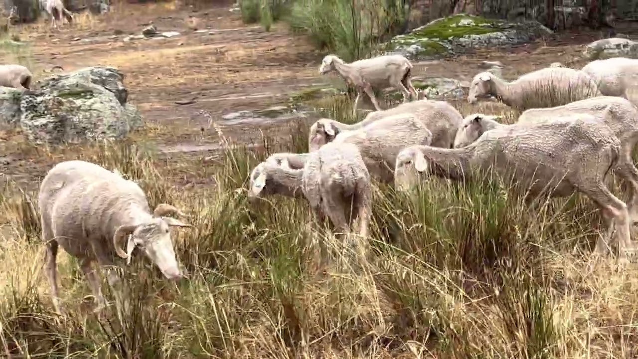 La oveja y el cordero no quieren agua ni en el caldero !