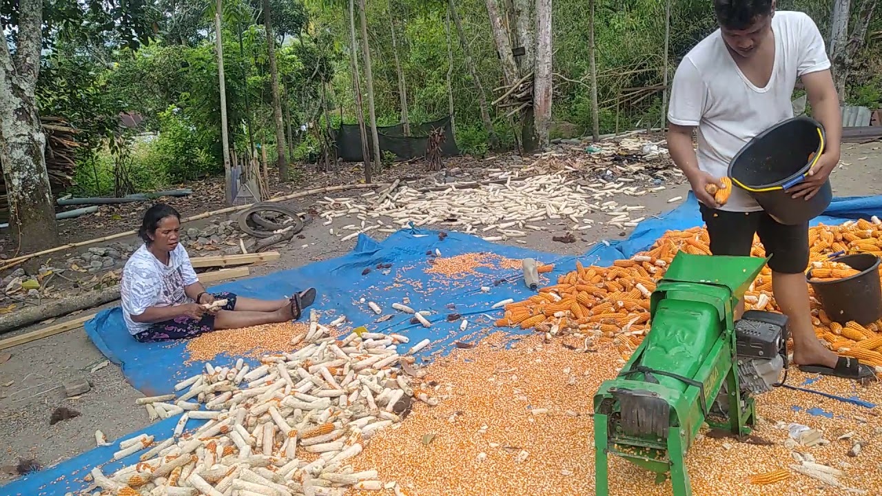 Mesin penghancur/pemipil jagung Yasuka, Robin