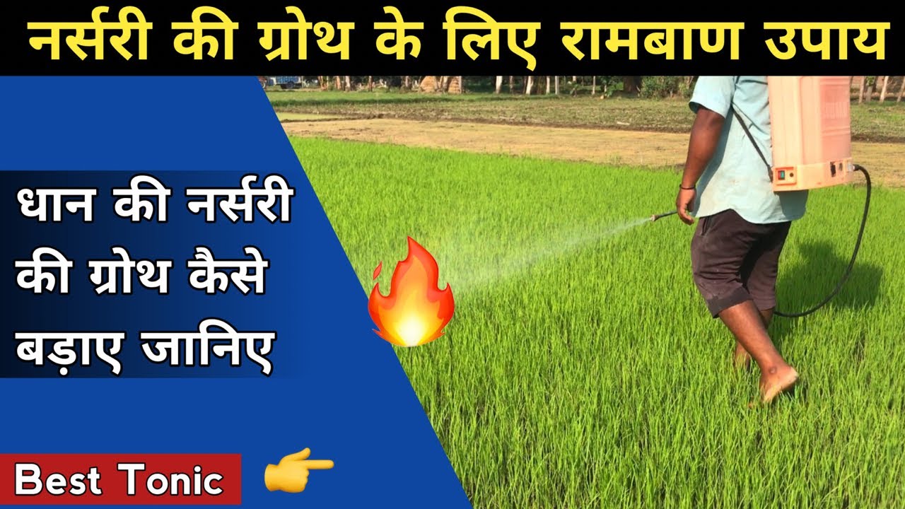 धान की नर्सरी की ग्रोथ कैसे बड़ाए | Nursery Best PGR, Tonic & Growth Promoter | Paddy Nursery
