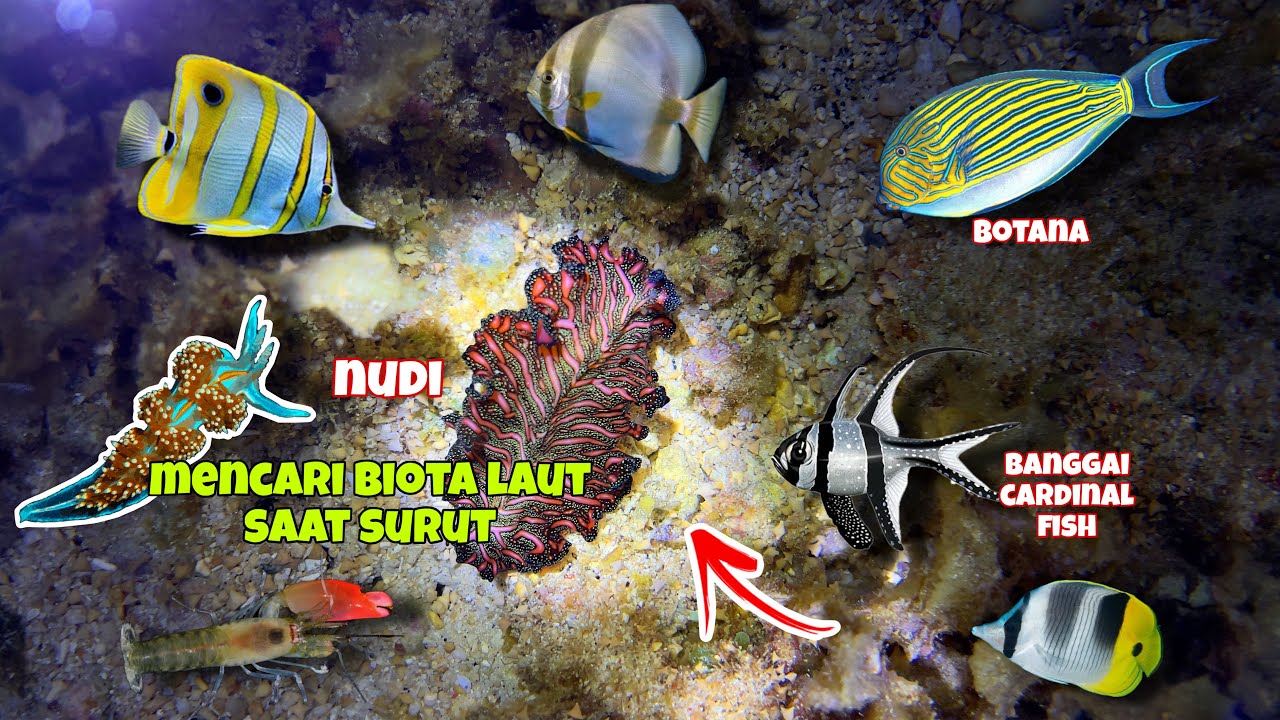 melihat banyak banget biota laut saat air laut surut ! 