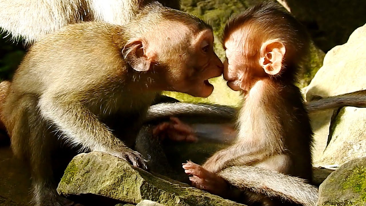 Baby Dawn does her broken heart style & share a blessing kiss to Rainbow, she really loves sister