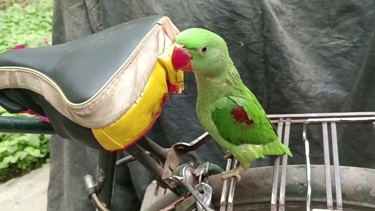 मिठु साइकिल में बैठ के कहाँ जा रहा है 😍🦜❤ || Love You Leo || #loveyouleo #parrot #talkingparot  2026