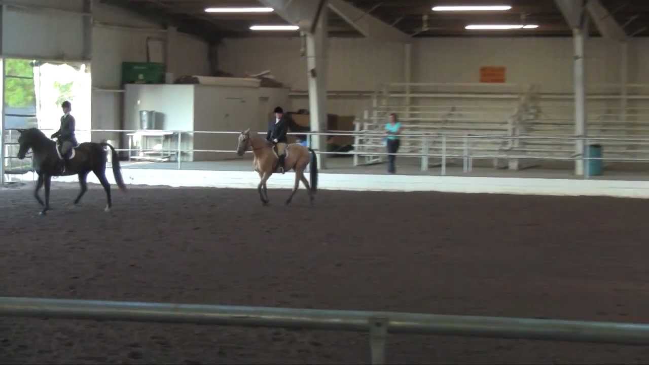 OAHA Half-Arabian Sport Horse Under Saddle ATR