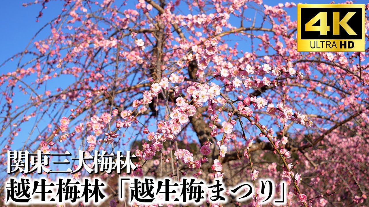 【4K】関東三大梅林 越生梅林「梅まつり」Ume Blossoms in Ogose