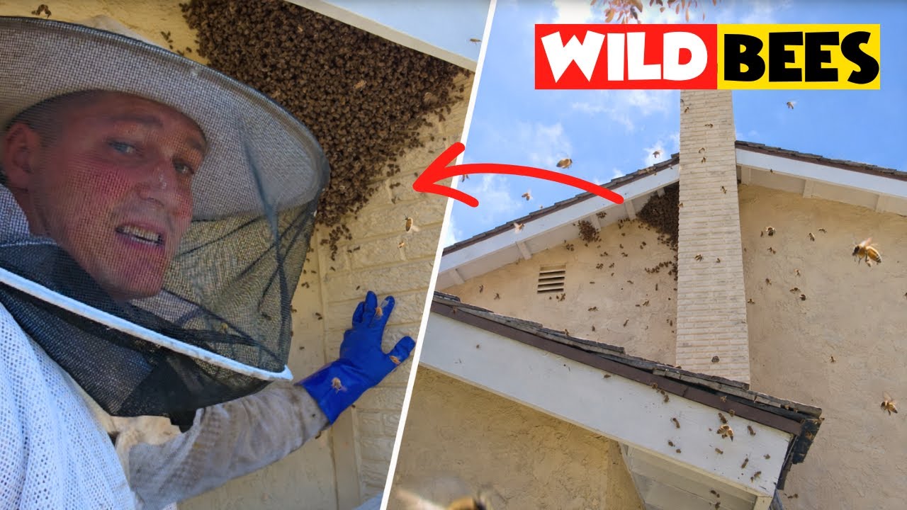 Exposed Beehive Rescue Up Close!