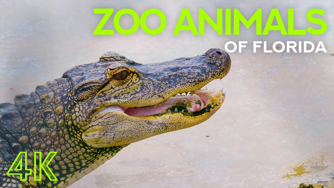 4K Wild Animals of Florida ZOO - Meeting Alligators, Turtles, Bengal Tiger, Macaw Parrot & Many More