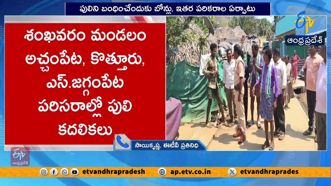 Tiger Sighting Creates Panic in Prathipadu | Kakinada District