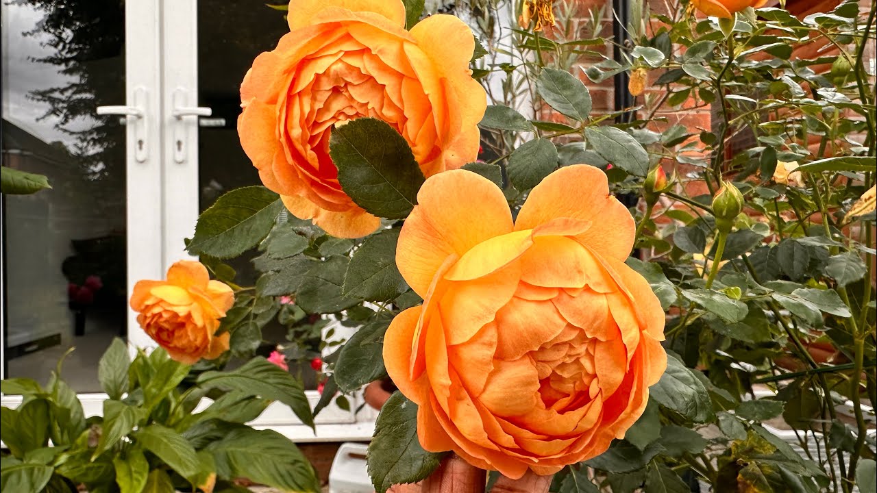 Lady of Shalott David Austin rose review