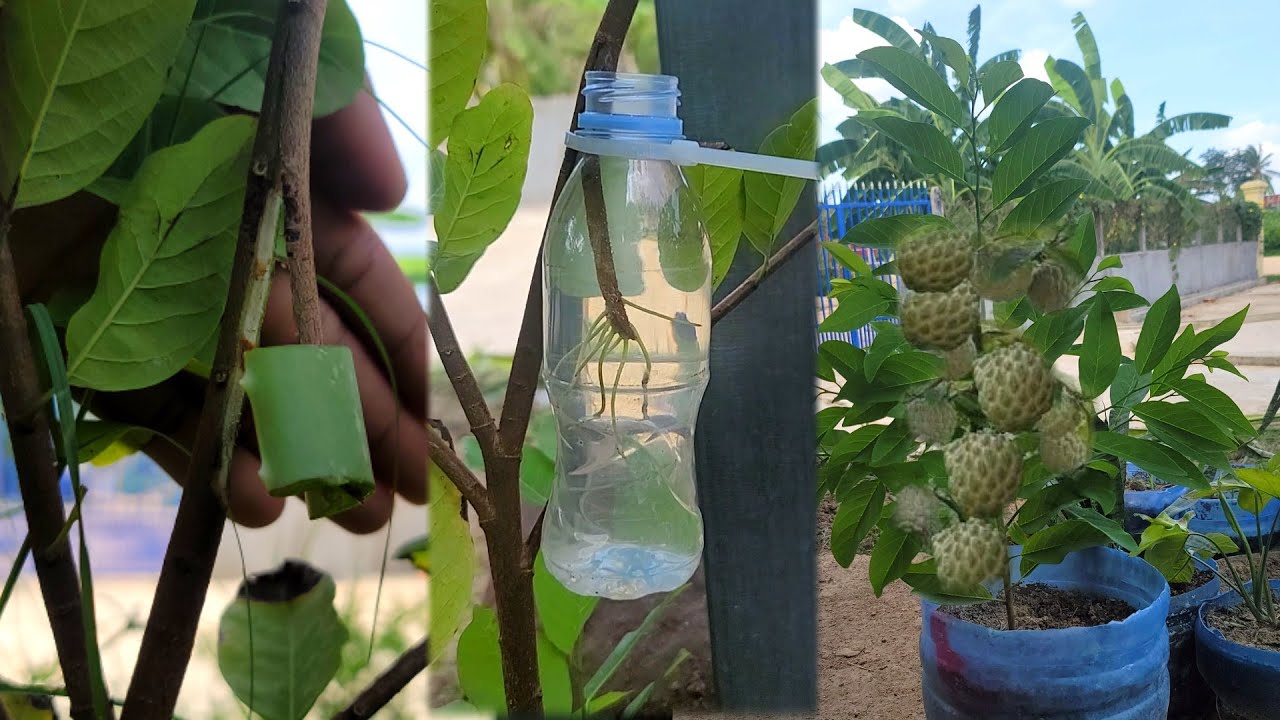 A new method of strengthening the air layer with crocodile tail water on the tree is 100% effective