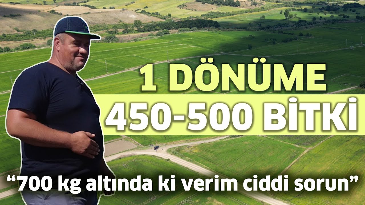 1 Dönüme 450-500 Bitki / “700 kg Altında ki Verim Ciddi Sorun” - Önder Çiftçiler