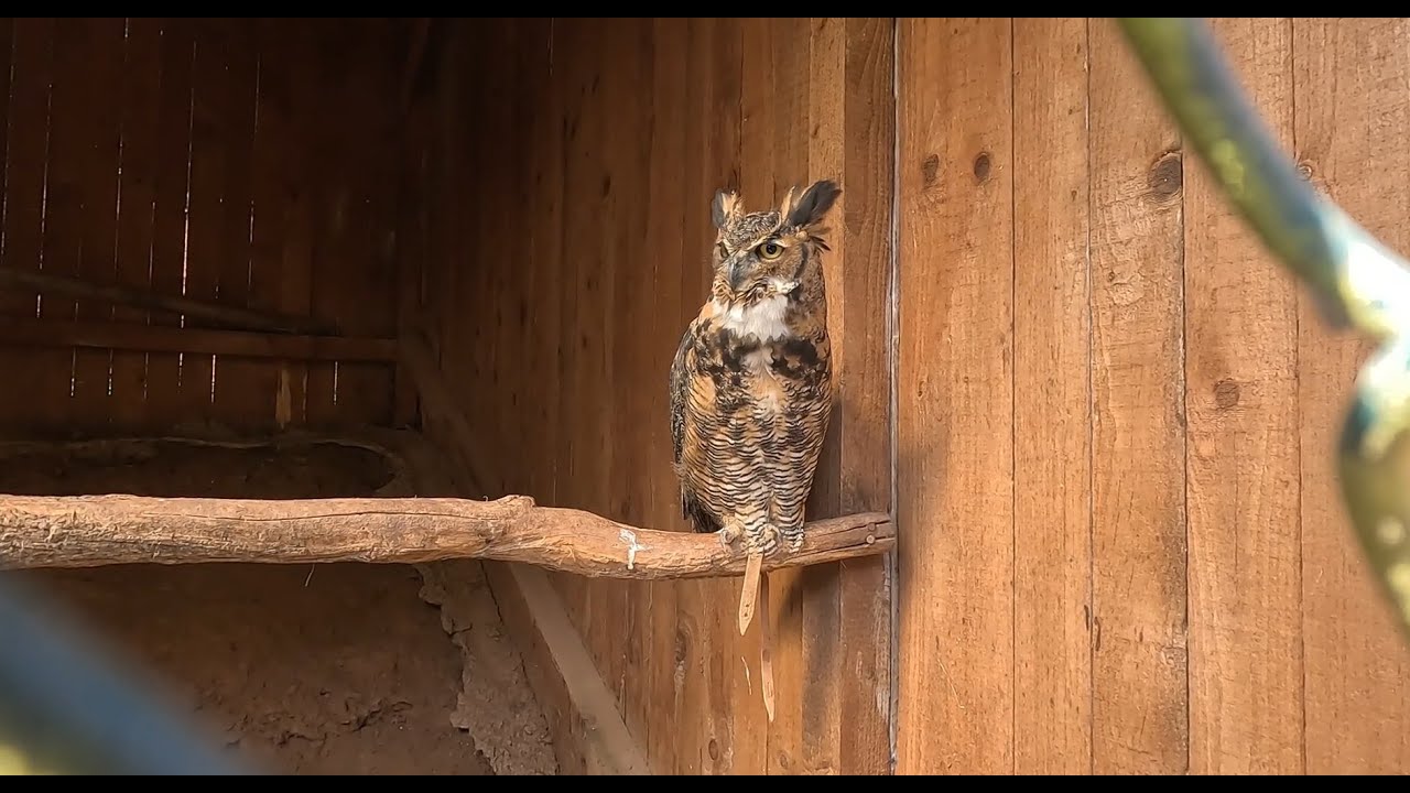 Greifvogelpark Saarburg (Kurzvideo)