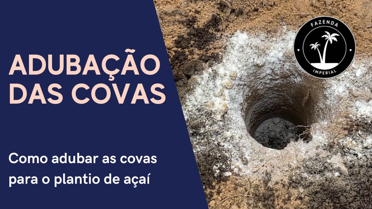 Como preparar a terra para plantar açaí?