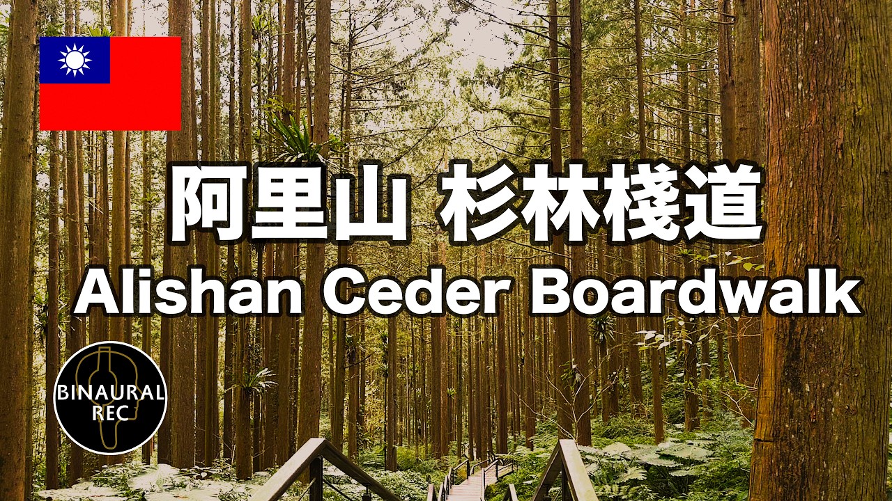 [Forest/Birdsong] in Taiwan: Nature Sounds for Deep Sleep , Study Aid , Stress Relief (ASMR)