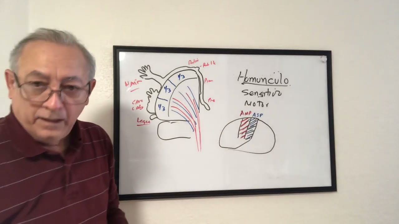 Anatomia topografica externa del cerebro  Homunculo sensitivo y motor