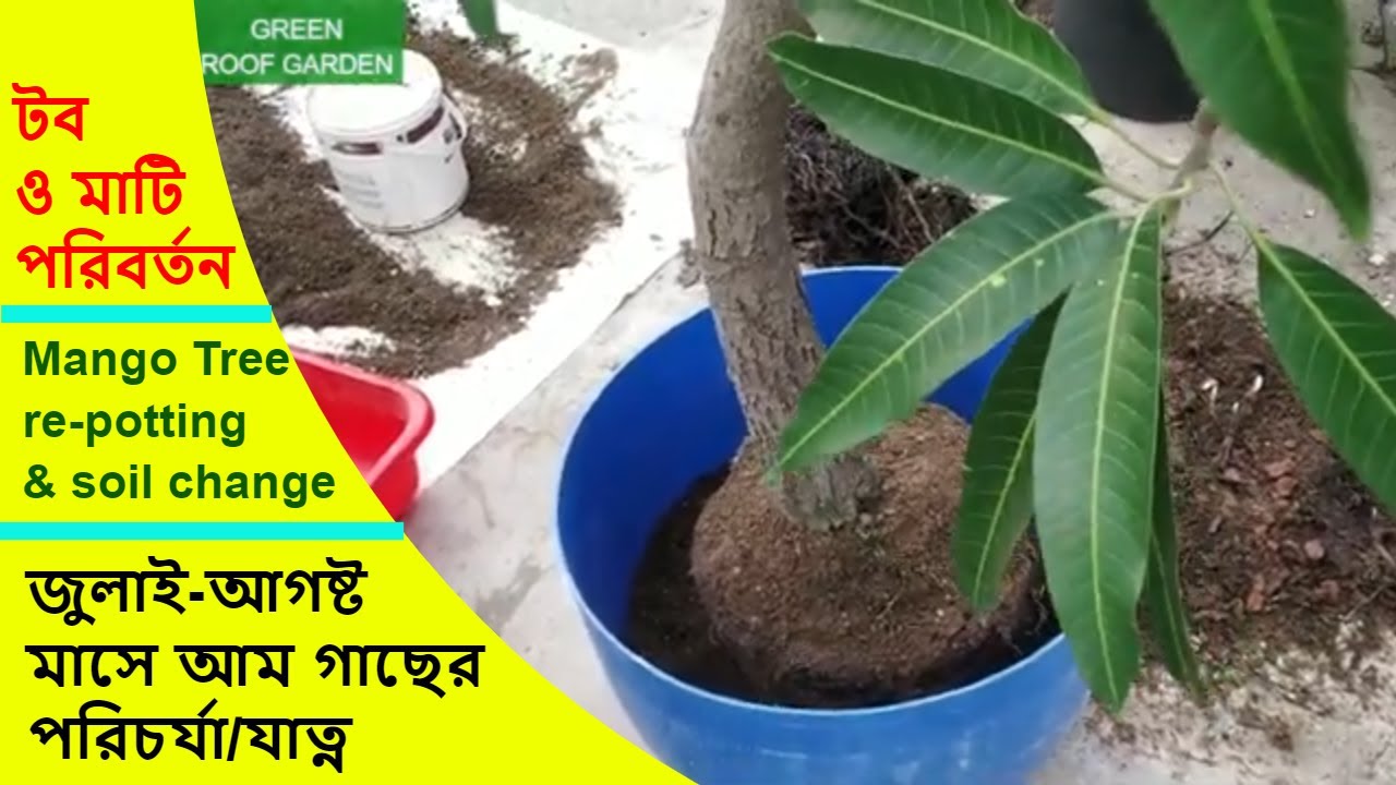 Mango tree re-potting (আম গাছের টব পরিবর্তন)