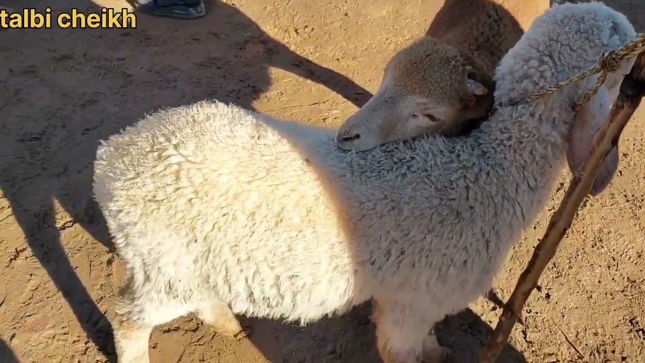 سوق مواشي🐐🐏 ولاية سعيدة 🐏🐐يوم الاحد 18جانفي 2026 🐴🐄