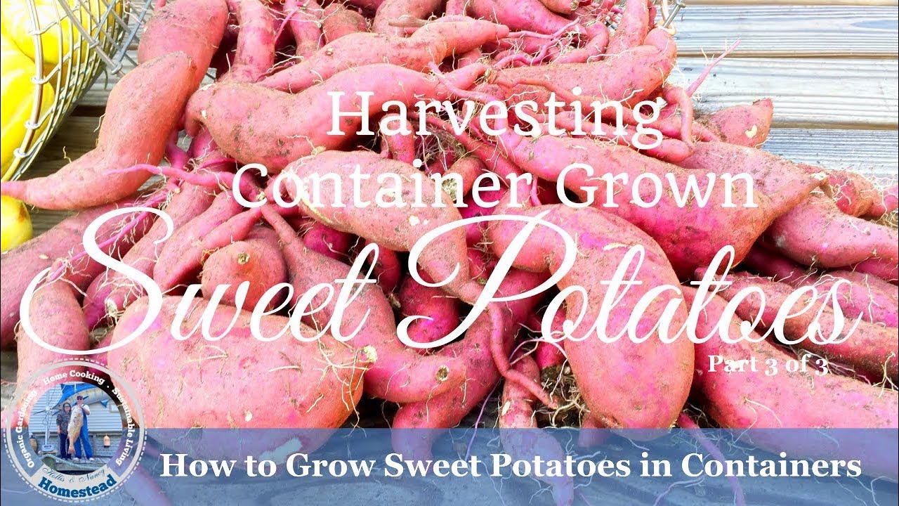 How to Grow Sweet Potatoes in Containers (Part 3 of 3) - The Harvest
