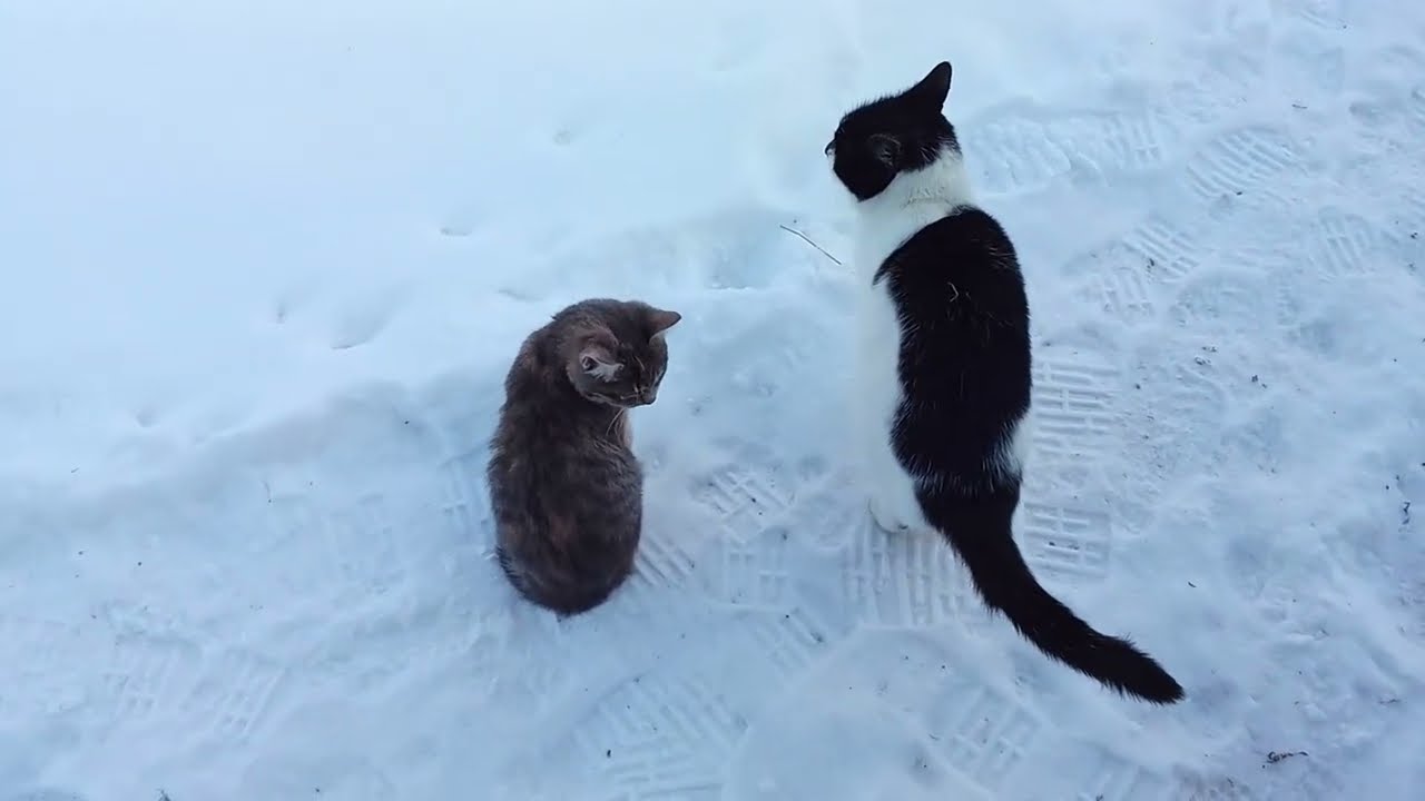 Как я живу + небольшой опрос