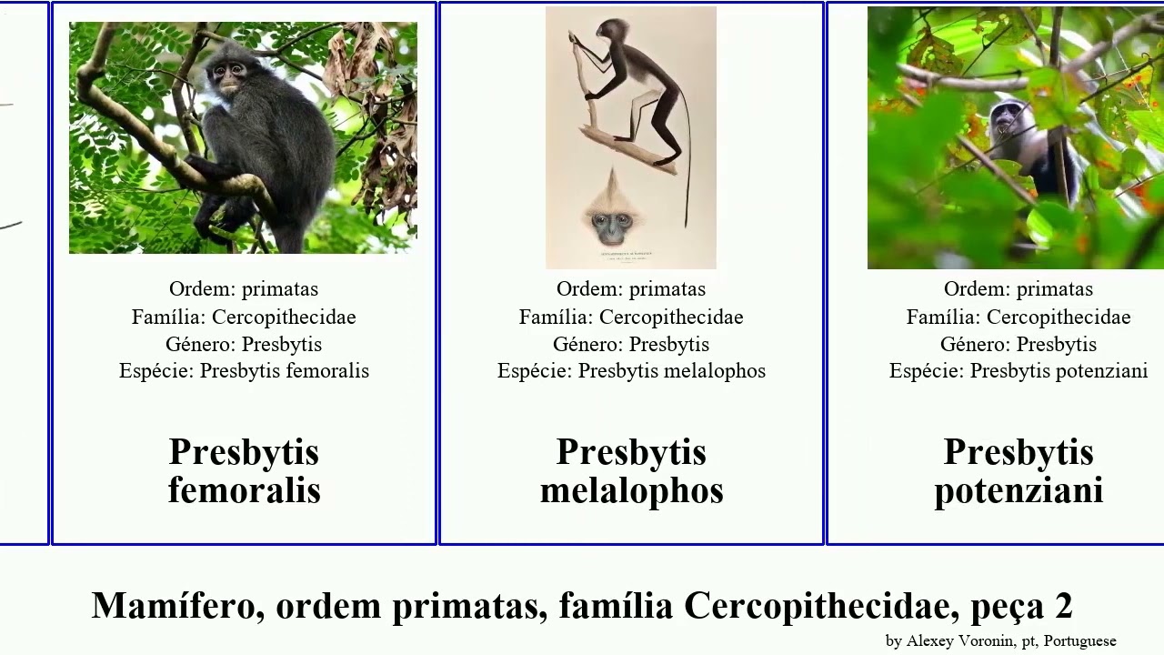 Mam&iacute;fero, ordem primatas, fam&iacute;lia Cercopithecidae, pe&ccedil;a 2 trachypithecus presbytis macaca mammal