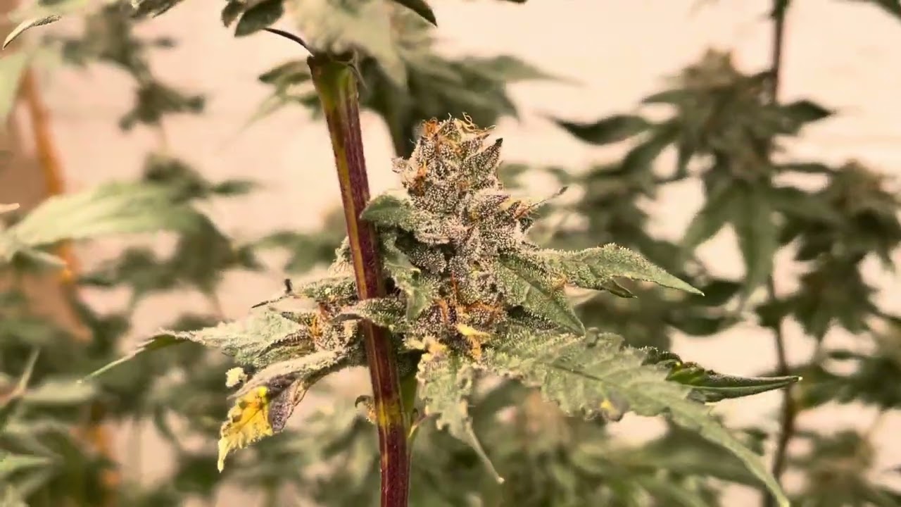 Faceded Canna | Indoor Grow | Red Runtz | Berry Payton | Apple Candie | Week 7 Flower