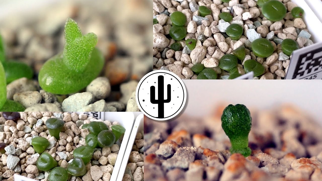 🌱 Литопсы, конофитумы и др. 2 месяца после посева