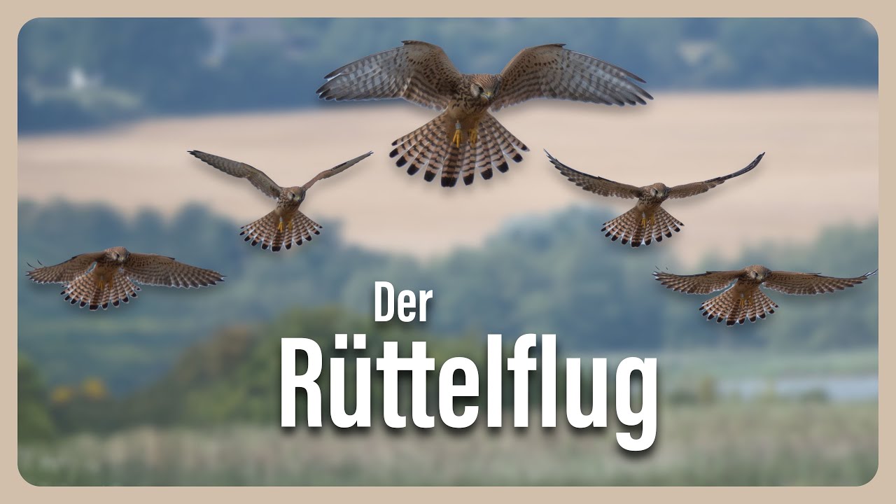 Was ist eigentlich der Rüttelflug?
