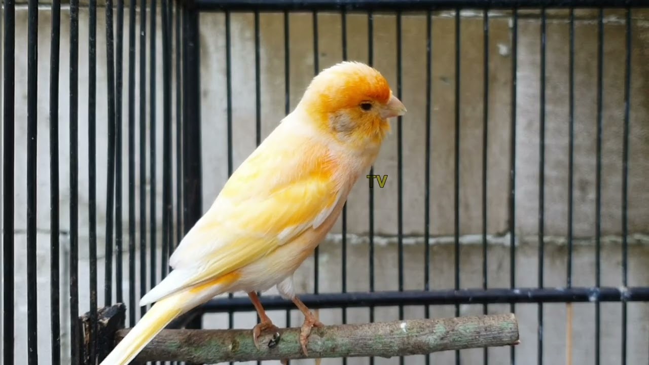 The Ultimate Canary Singing Lesson (Guaranteed Results Soon)