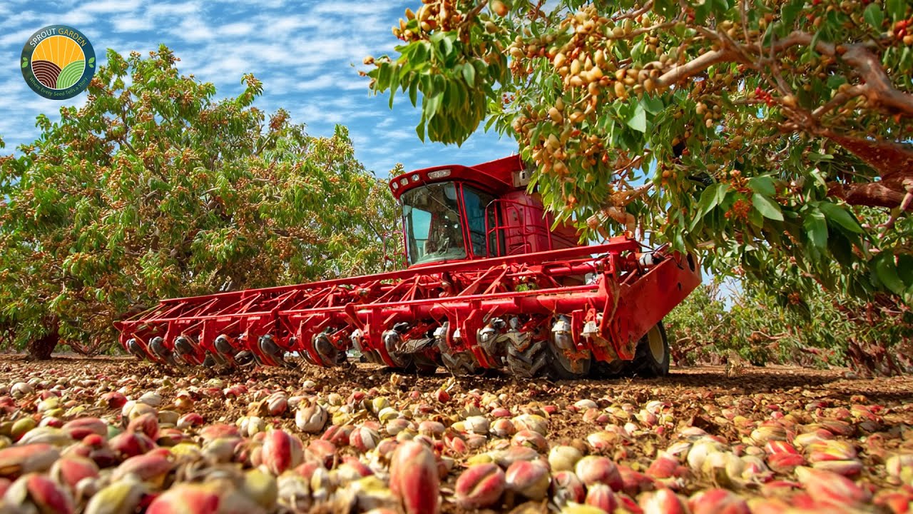 How Billions of Pistachios Are Harvested and Processed in a Modern Factory | Farming Documentary
