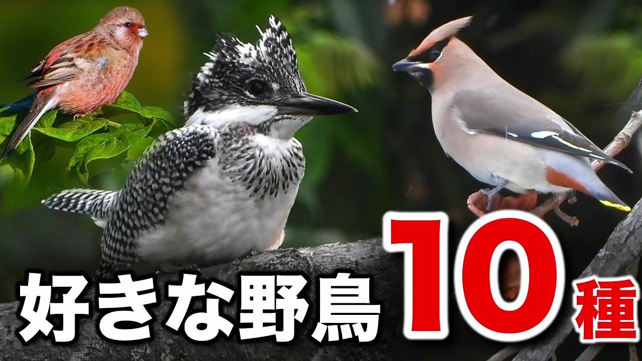 出会えてよかった！思い出の野鳥たちランキング