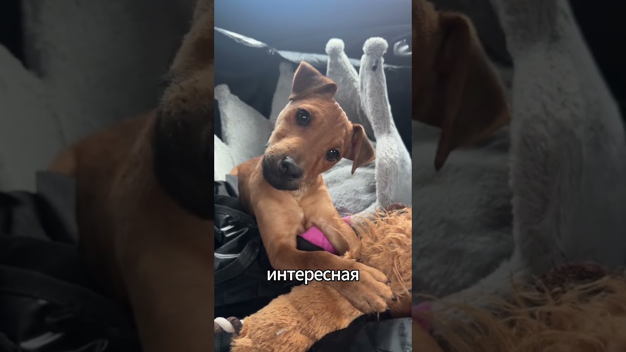 Почему собаки наклоняют голову &mdash; вы удивитесь #dog #animals #dogshorts #dogtips