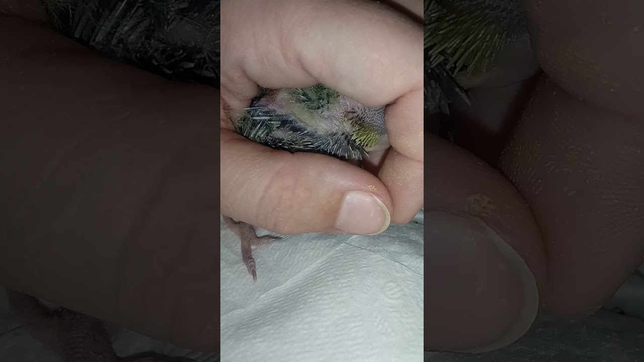 🐣2 Week Old Cockatiel Baby, Crop Digestion And Contractions & 6 Week Old Playful Albino Cockatiel🐣