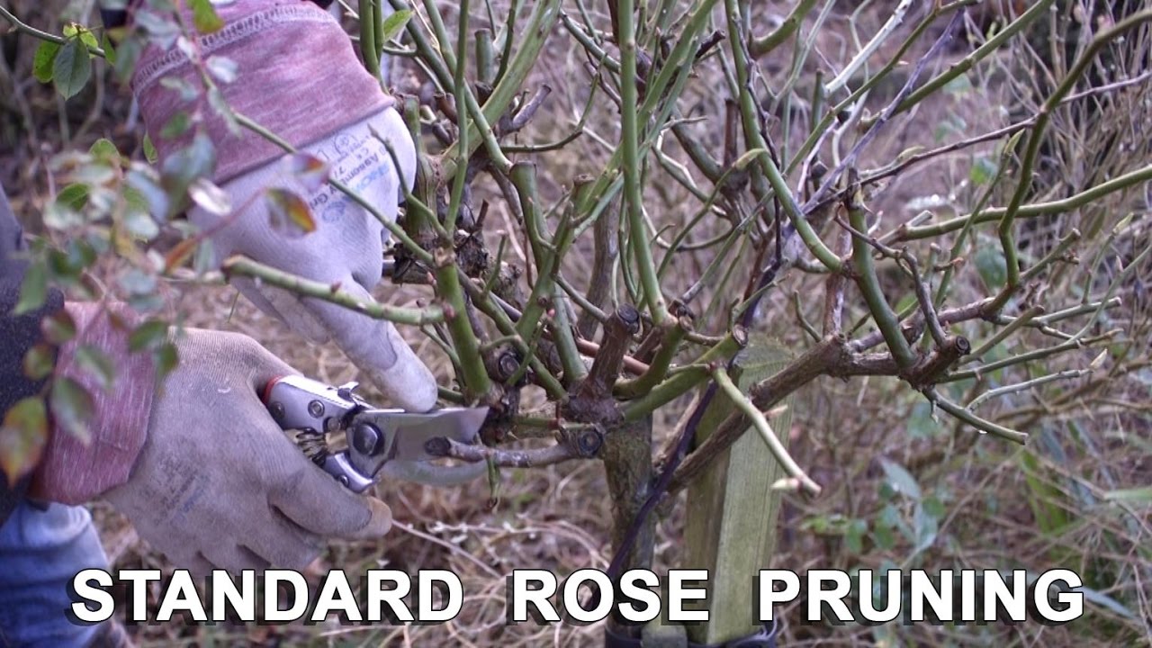 Get Gardening: Standard Practice (Pruning Standard Roses)